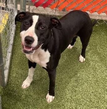 Rogue -  Mixed Breed Dog for Adoption in Fort Worth, Texas - Rogue | PetCurious