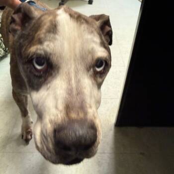 Pit Bull Terrier Dogs Available for Adoption in Philadelphia, Pennsylvania - Sunshine | PetCurious