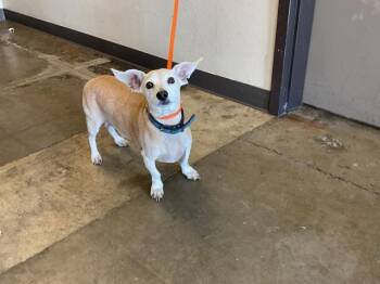 BISCUIT -  Dachshund and Mixed Breed Dog for Adoption in Ontario, California - BISCUIT | PetCurious