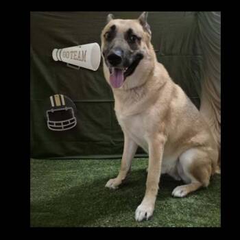 Rescue German Shepherd Dog and Husky Dogs for Adoption in Richmond, Texas - THE CAPTAIN | PetCurious