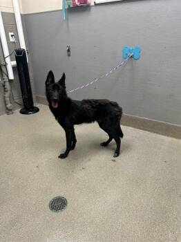 KAHAWA -  German Shepherd Dog and Mixed Breed Dog for Adoption in Las Vegas, Nevada - KAHAWA | PetCurious