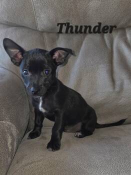 Thunder. -  Chihuahua and Rat Terrier Dog for Adoption in Armada, Michigan - Thunder. | PetCurious
