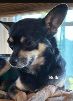 Chihuahua and Miniature Pinscher Dogs Available for Adoption in Orlando, Florida - Bullet  ( Orlando,  FL) | PetCurious