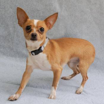 Chihuahua and Mixed Breed Dogs Available for Adoption in Richmond, California - ELENA | PetCurious