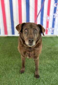 Sugar Cone -  Labrador Retriever Dog for Adoption in Wayne, New Jersey - Sugar Cone | PetCurious
