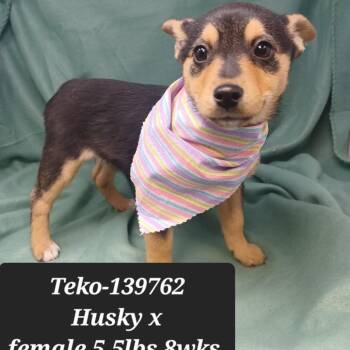 Husky Dogs Available for Adoption - Teko | PetCurious