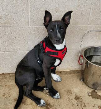 Pit Bull Terrier and Cattle Dog Dogs Available for Adoption in Siloam Springs, Arkansas - Zuri | PetCurious