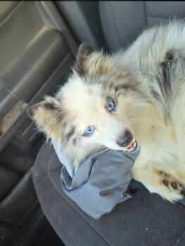 Pomeranian Dogs Available for Adoption - Champ | PetCurious