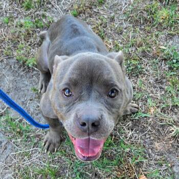 Pit Bull Terrier and Mixed Breed Dogs Available for Adoption in Windsor, Virginia - Honeydew | PetCurious