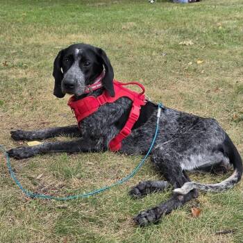 Paisley -  Bluetick Coonhound Dog for Adoption in Minneapolis, Minnesota - Paisley | PetCurious