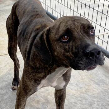 Rescue Plott Hound and American Staffordshire Terrier Dogs for Adoption in Pagosa Springs, Colorado - Shai | PetCurious