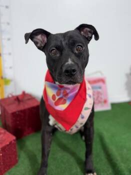 Marceline-One of our Amazing Rescue Dogs -  American Staffordshire Terrier and Mixed Breed Dog for Adoption in Carlsbad, California - Marceline-One Of Our Amazing Rescue Dogs | PetCurious
