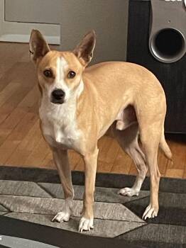 Pawcasso -  Chihuahua Dog for Adoption in Tacoma, Washington - Pawcasso | PetCurious