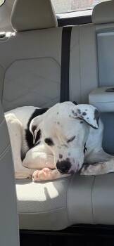 Rescue Mixed Breed Dogs for Adoption in Egg Harbor Township, New Jersey - Dylan “Lou Dog” | PetCurious