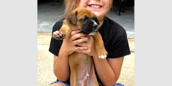Rescue Boxer Dogs for Adoption in Hewitt, Texas - Lane | PetCurious