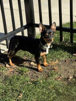 Rescue Miniature Pinscher Dogs for Adoption in Grand Rapids, Michigan - Pumba | PetCurious