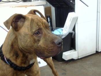 Mixed Breed Dogs Available for Adoption - ROQUI | PetCurious