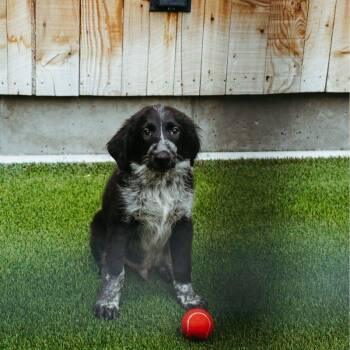 Flip -  Border Collie Dog for Adoption in Jackson, Wyoming - Flip | PetCurious