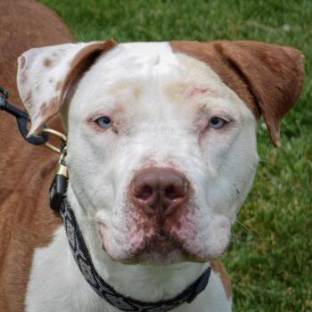 Rescue American Staffordshire Terrier and American Bulldog Dogs for Adoption in Huntley, Illinois - Puggers | PetCurious