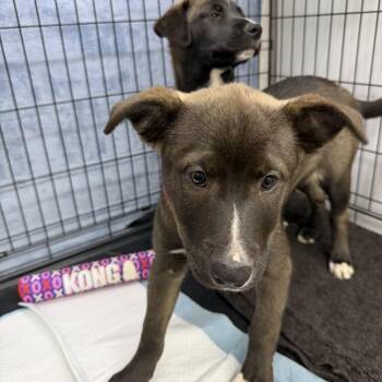 Harold -  Border Collie Dog for Adoption in Sonora, California - Harold | PetCurious