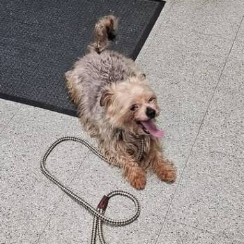 Rescue Yorkshire Terrier and Mixed Breed Dogs for Adoption in Verona, New Jersey - Sprout | PetCurious