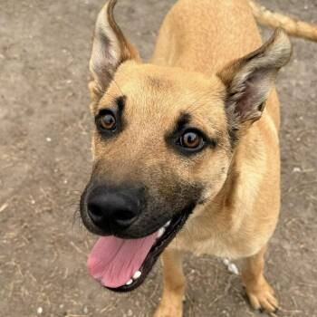 German Shepherd Dog Dogs Available for Adoption in Austin, Texas - Kenny  | PetCurious