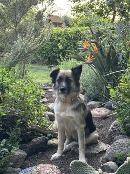 German Shepherd Dog Dogs Available for Adoption - Tilly | PetCurious