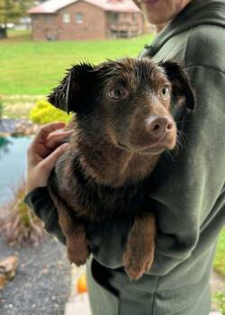 Billy Beau -  Dachshund Dog for Adoption in Aurora, Indiana - Billy Beau | PetCurious