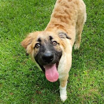 Tomei -  Great Pyrenees and Mixed Breed Dog for Adoption in Tyler, Texas - Tomei | PetCurious