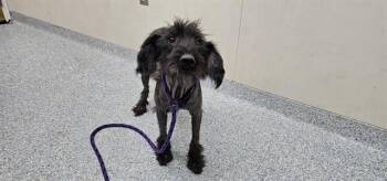 MOCHA -  Schnauzer and Poodle Dog for Adoption in Rowlett, Texas - MOCHA | PetCurious