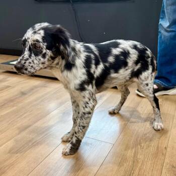 Moulin Rouge -  Catahoula Leopard Dog and Australian Cattle Dog Blue Heeler Dog for Adoption in Livingston, Texas - Moulin Rouge | PetCurious