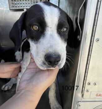 Gunther -  Pit Bull Terrier Dog for Adoption in Victorville, California - Gunther | PetCurious