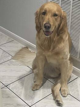Golden Retriever Dogs Available for Adoption in Spring, Texas - Ace | PetCurious