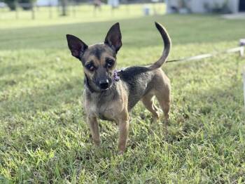 Rescue Chihuahua Dogs for Adoption in Tavares, Florida - Pinky | PetCurious