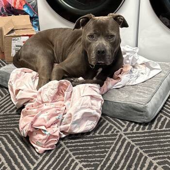 Gaston -  American Bully and American Staffordshire Terrier Dog for Adoption - Gaston | PetCurious