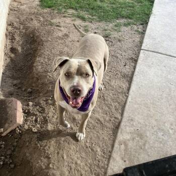 Pit Bull Terrier Dogs Available for Adoption in Dallas, Texas - Sparky | PetCurious