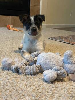 Tamazola -  Australian Cattle Dog Blue Heeler Dog for Adoption in Fort Lupton, Colorado - Tamazola | PetCurious