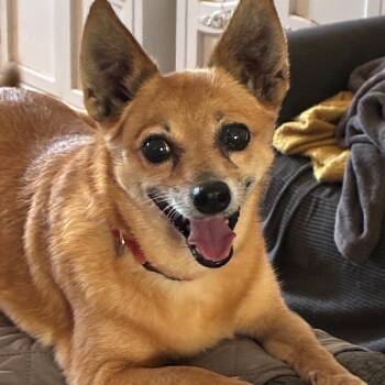 Foxey -  Mixed Breed Dog for Adoption in Gainesville, Florida - Foxey | PetCurious