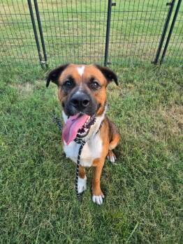 Terrier Dogs Available for Adoption - Duke | PetCurious