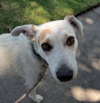 Rescue Cattle Dog Dogs for Adoption in Beverly Hills, California - Daphne | PetCurious