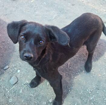 Mixed Breed Dogs Available for Adoption in Nogales, Arizona - Manolo | PetCurious