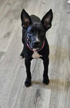 Shepherd and American Bulldog Dogs Available for Adoption in Lakeland, Florida - Kava | PetCurious