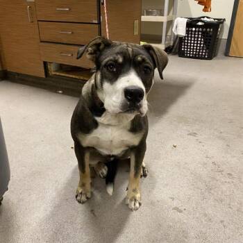 Rescue Staffordshire Bull Terrier Dogs for Adoption in Modesto, California - LADY MAE | PetCurious