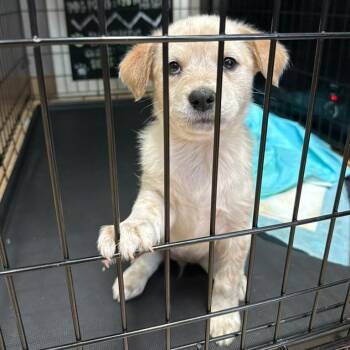 Cattle Dog and Mixed Breed Dogs Available for Adoption in Tacoma, Washington - PeeWee | PetCurious