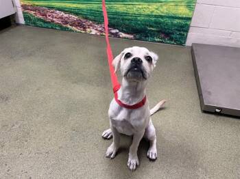 SKY -  Labrador Retriever and Mixed Breed Dog for Adoption in Moreno Valley, California - SKY | PetCurious