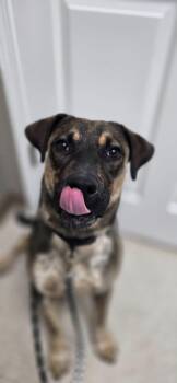 Rescue Black Mouth Cur Dogs for Adoption in Corinth, Mississippi - Enzo | PetCurious