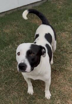 Staffordshire Bull Terrier Dogs Available for Adoption - Momma Mia | PetCurious