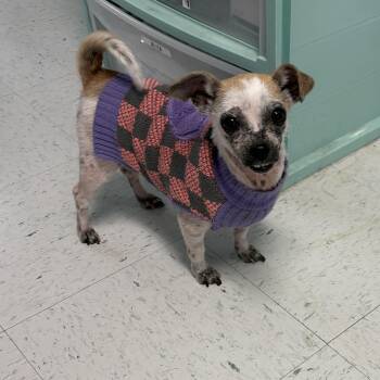 Tink -  Chihuahua Dog for Adoption in Bardstown, Kentucky - Tink | PetCurious