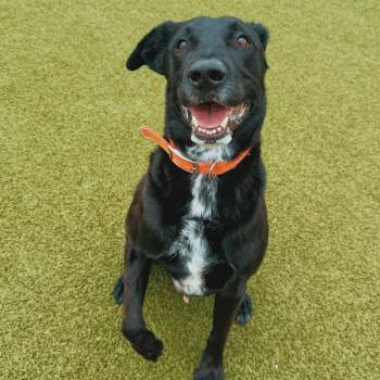 Remi -  Black Labrador Retriever and Australian Cattle Dog Blue Heeler Dog for Adoption in Hays, Kansas - Remi | PetCurious