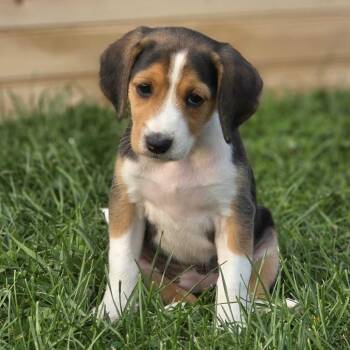 Missy -  Hound and Mixed Breed Dog for Adoption in Glenfield, New York - Missy | PetCurious